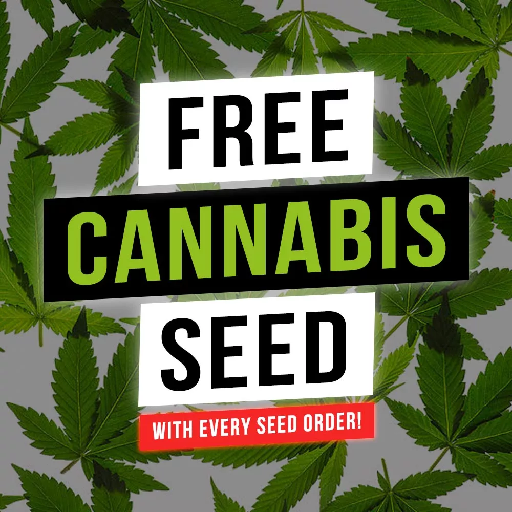 Free Cannabis Seeds Malta Promo