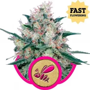 Honey Cream Fast Flowering Cannabis Seeds Malta