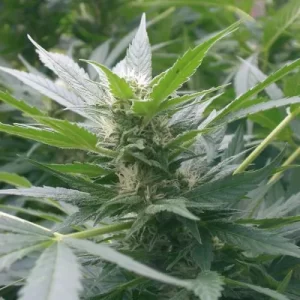 Special Kush Feminised Royal Queen Seeds